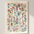 Adolphe Millot Fleurs Pour Tous French Poster shown cleanly on a wall